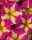 ПЕТУНИЯ CRAZYTUNIA Pink Flamingo