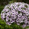 СУРФИНИЯ SURFINIA Compact Purple Vein