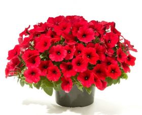 СУРФИНИЯ SURFINIA Deep Red