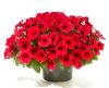 СУРФИНИЯ SURFINIA Deep Red