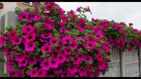 СУРФИНИЯ SURFINIA Giant Purple