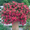 СУРФИНИЯ SURFINIA Hot Red