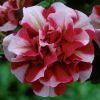 ПЕТУНИЯ TUMBELINA Cherry Ripple