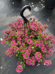 Сцевола SURDIVA Pink Compac