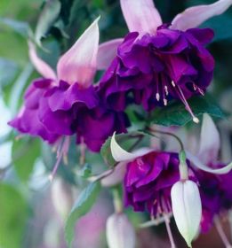 Фуксия GIANT Deep Purple