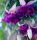 Фуксия GIANT Deep Purple