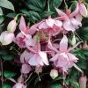 Фуксия TRAILING Pink Galore