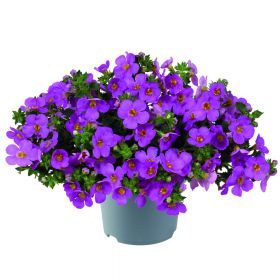 Бакопа Scopia Gulliver Compact Purple