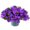 Бакопа Scopia Gulliver Compact Purple