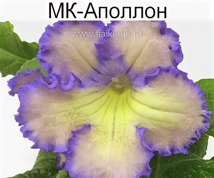 МК-Аполлон