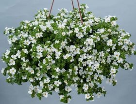 Бакопа Scopia Compact White