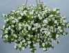 Бакопа Scopia Compact White