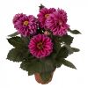 Георгина Cherie Purple