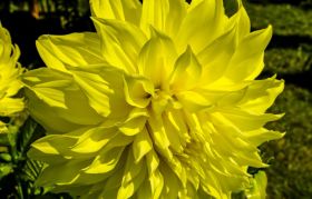 Георгина Cherie Yellow