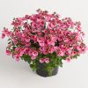 Диасция Trinity Pink