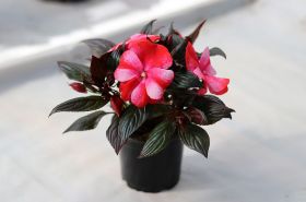 Бальзамин нг Harmony Bicolor Red