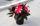 Бальзамин нг Harmony Bicolor Red