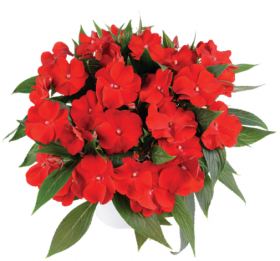 Бальзамин нг Harmony Bold Red