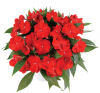 Бальзамин нг Harmony Bold Red