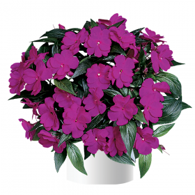 Бальзамин нг Harmony Dark Violet