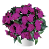 Бальзамин нг Harmony Dark Violet