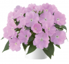 Бальзамин нг Harmony Pastel Lavender