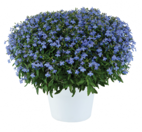 Лобелия Glow Elecrtic Blue