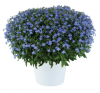 Лобелия Glow Elecrtic Blue