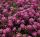 Лобулярия Stream Raspberry