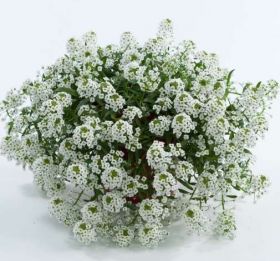 Лобулярия Stream White