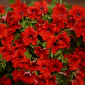 СУРФИНИЯ SURFINIA Trailing Big Red