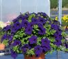 СУРФИНИЯ SURFINIA Trailing Violet