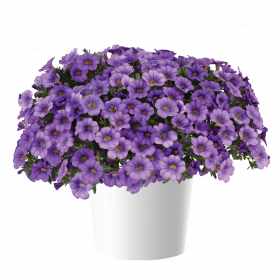 КАЛИБРАХОА Colibri Dark Lavender