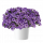 КАЛИБРАХОА Colibri Dark Lavender