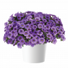 КАЛИБРАХОА Colibri Dark Lavender