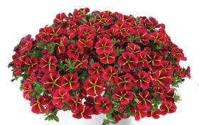 КАЛИБРАХОА Colibri Exotic Red Bling