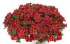 КАЛИБРАХОА Colibri Exotic Red Bling
