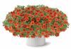 КАЛИБРАХОА Colibri Orange