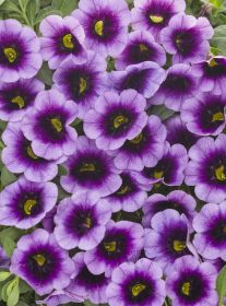 КАЛИБРАХОА ICONIC PURPLE