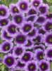 КАЛИБРАХОА ICONIC PURPLE