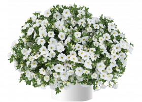КАЛИБРАХОА Lia Glaze