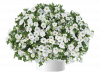 КАЛИБРАХОА Lia Glaze