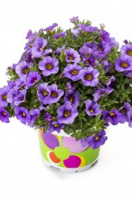 КАЛИБРАХОА Lia Spark Lavender