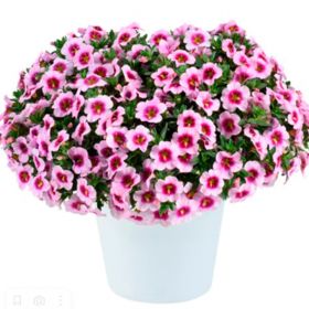 КАЛИБРАХОА Lia Spark Pink