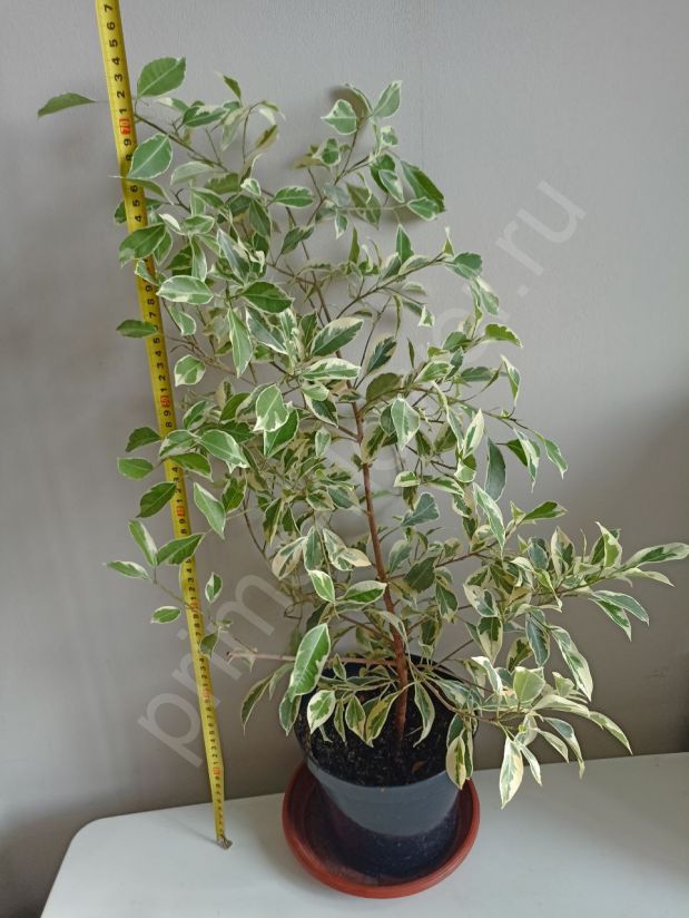 Фикус Бенджамина Ретуза гавайская