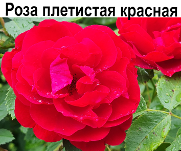 Роза плетистая красная (цветущий черенок)