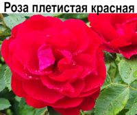 Роза плетистая красная (цветущий черенок)