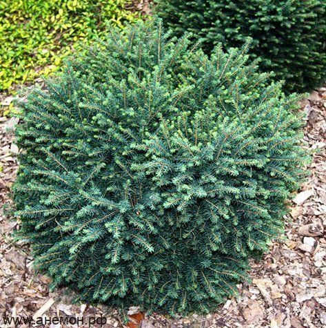Ель сербская Карел Picea omorika Karel