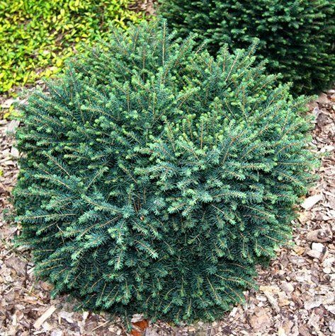 Ель сербская Карел Picea omorika Karel