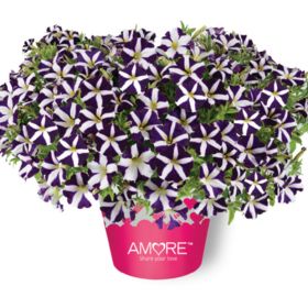 ПЕТУНИЯ Amore Purple